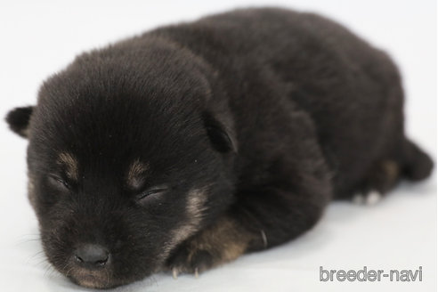 成約済の神奈川県の柴犬-350578の3枚目